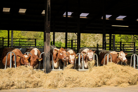 Improve livestock health and productivity