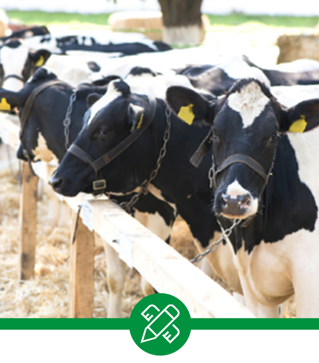 Hebei Youngdo Import&Export Co.,Ltd.