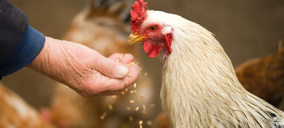 Feed additives meet the highest industry standards