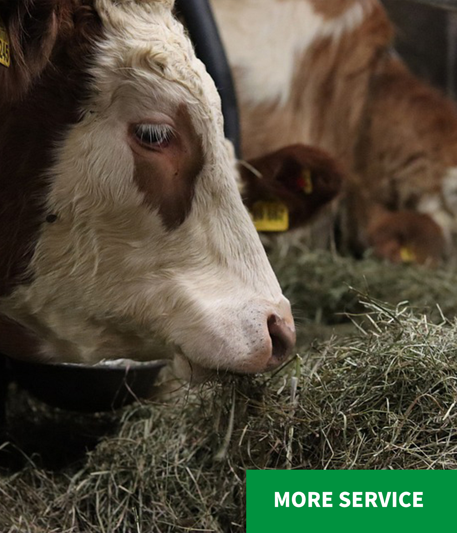 Hebei Youngdo Import&Export Co.,Ltd.